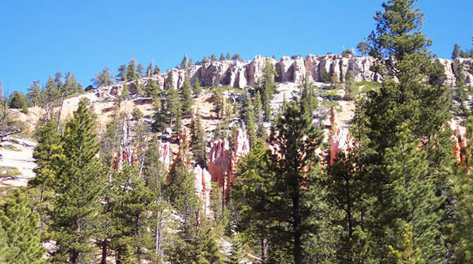 Bryce Canyon Trees