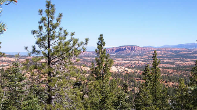 Bryce Canyon Pine Trees